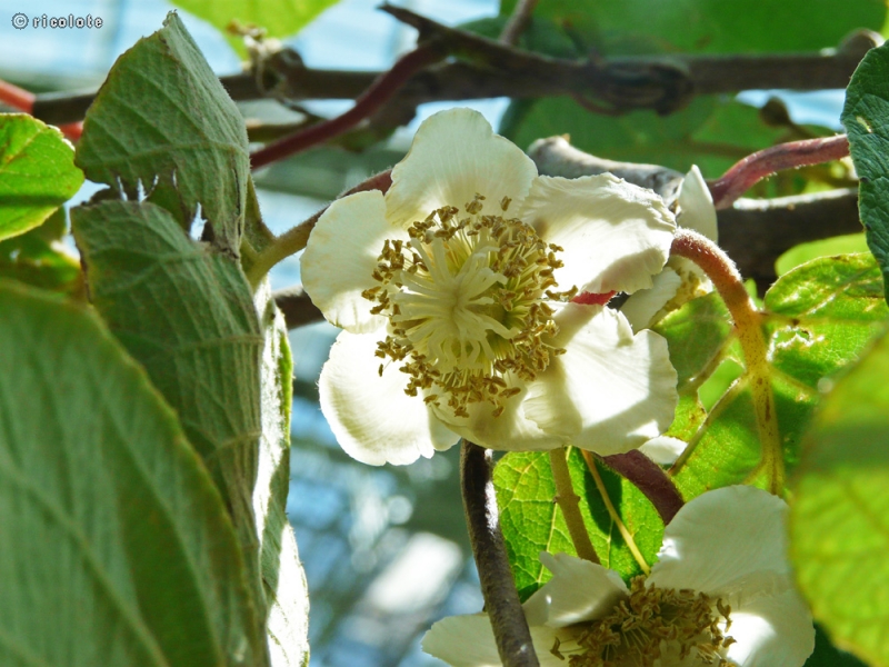  - Actinidia deliciosa - 