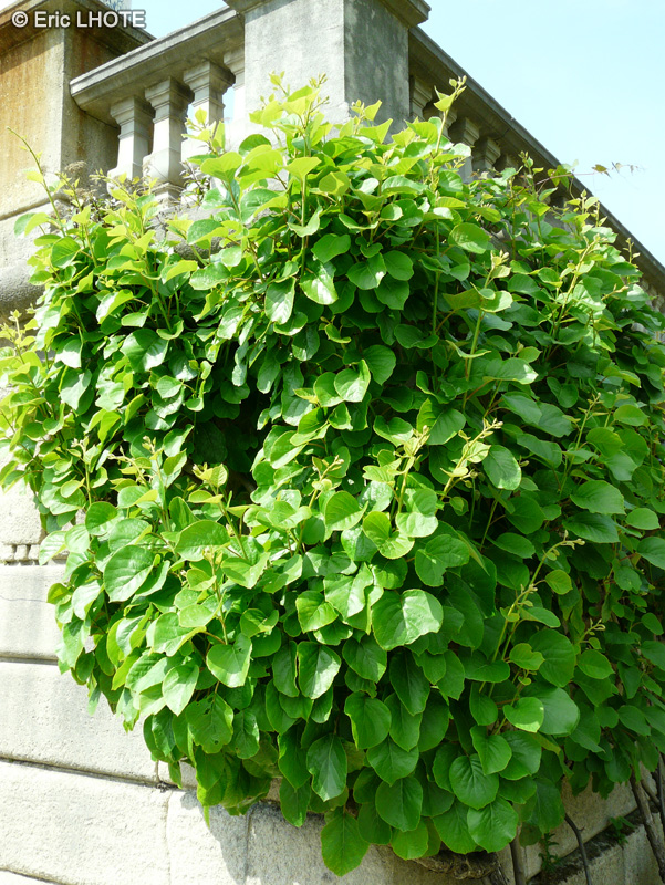 Actinidiaceae - Actinidia deliciosa - Kiwi