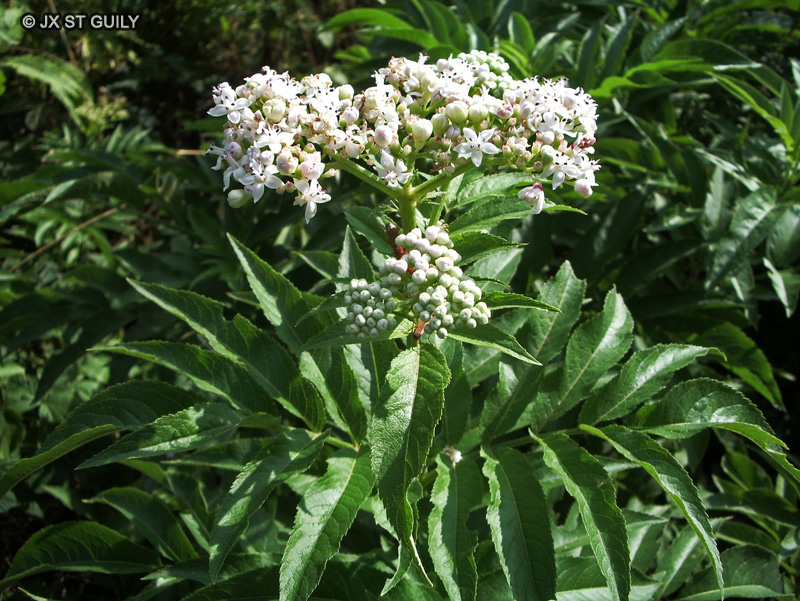 Adoxaceae - Sambucus ebulus - Yèble, Hièble, Petit sureau
