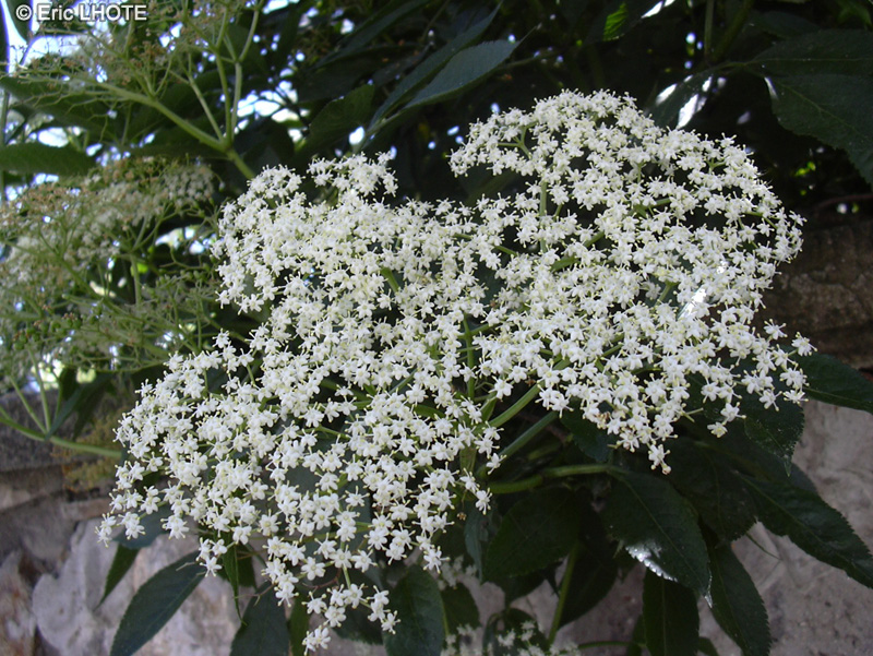  - Sambucus nigra - 