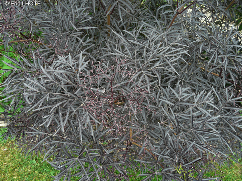  - Sambucus nigra Black Lace - 
