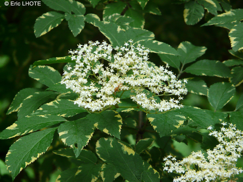  - Sambucus nigra Variegata - 