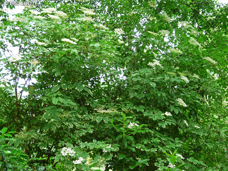 Adoxaceae - Sambucus nigra Variegata - Sureau noir