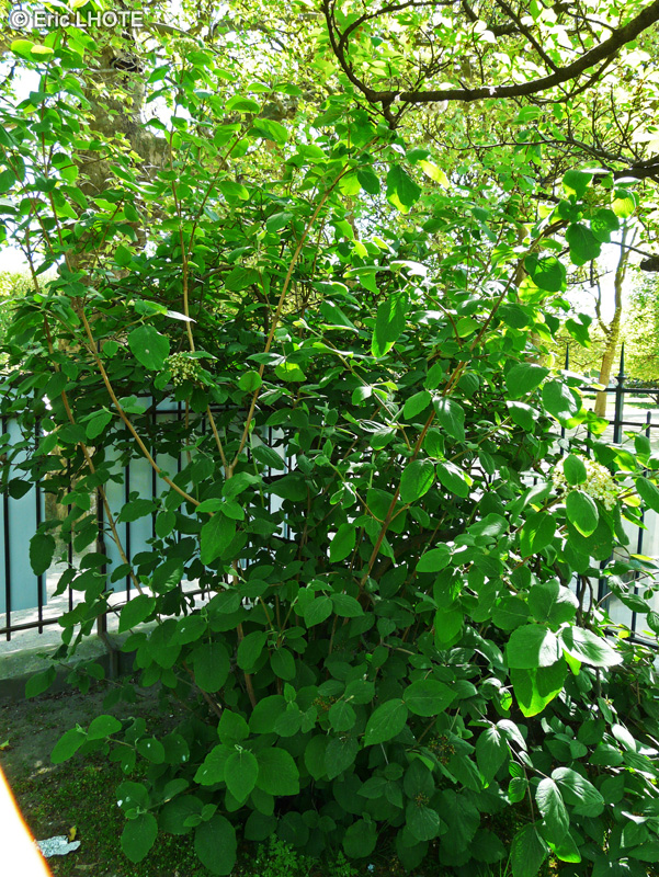  - Viburnum bitchiuense - 