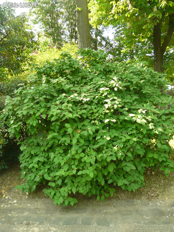  - Viburnum carlesii - 