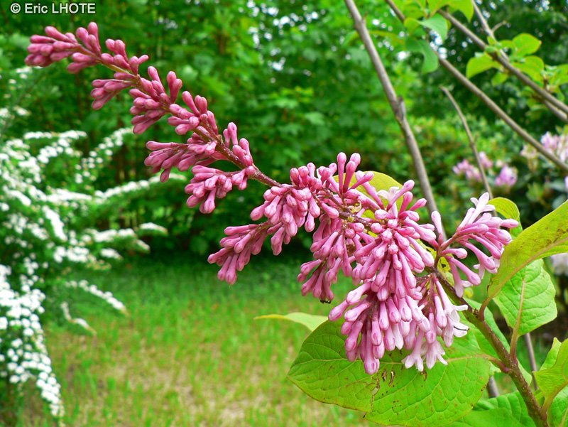  - Viburnum grandiflorum - 