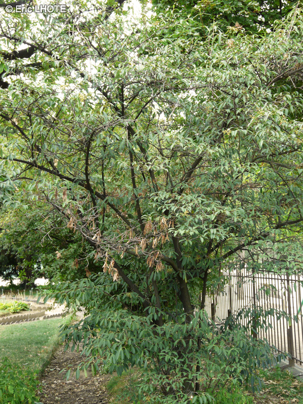 Adoxaceae - Viburnum henryi - Viorne de Henri