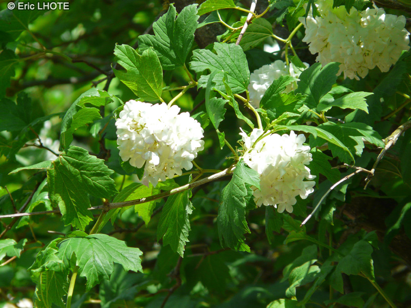  - Viburnum opulus - 