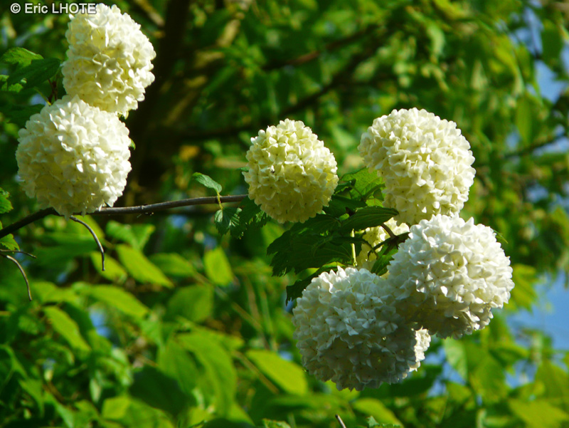  - Viburnum opulus - 