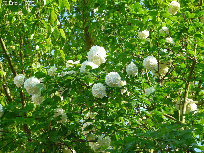 Adoxaceae - Viburnum opulus - Boule de neige, Viorne obier, Obier, Caillebot
