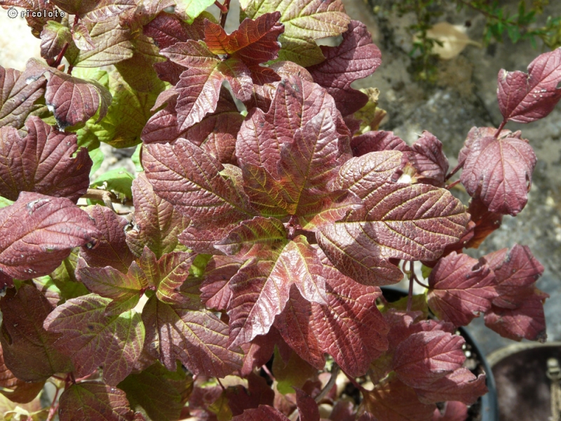  - Viburnum opulus roseum - 