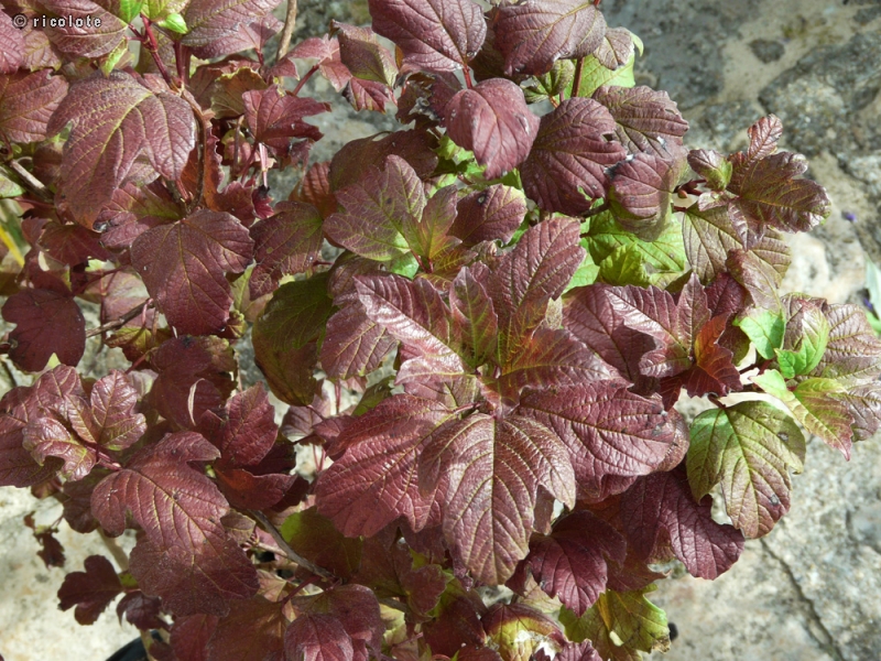  - Viburnum opulus roseum - 