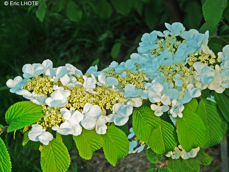  - Viburnum plicatum - 