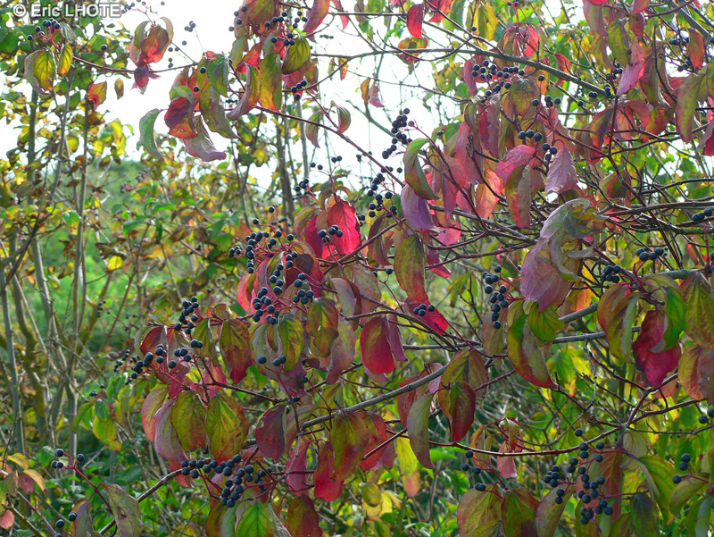  - Viburnum plicatum - 