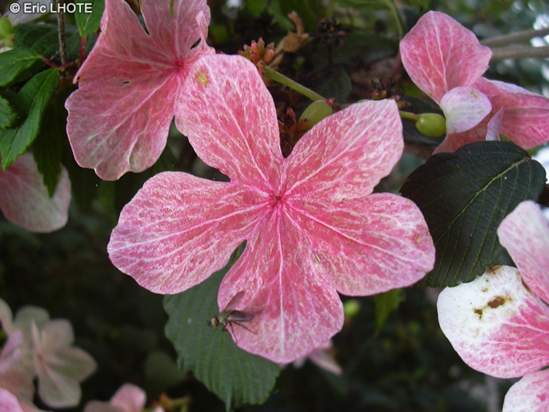 - Viburnum plicatum Pink Beauty - 