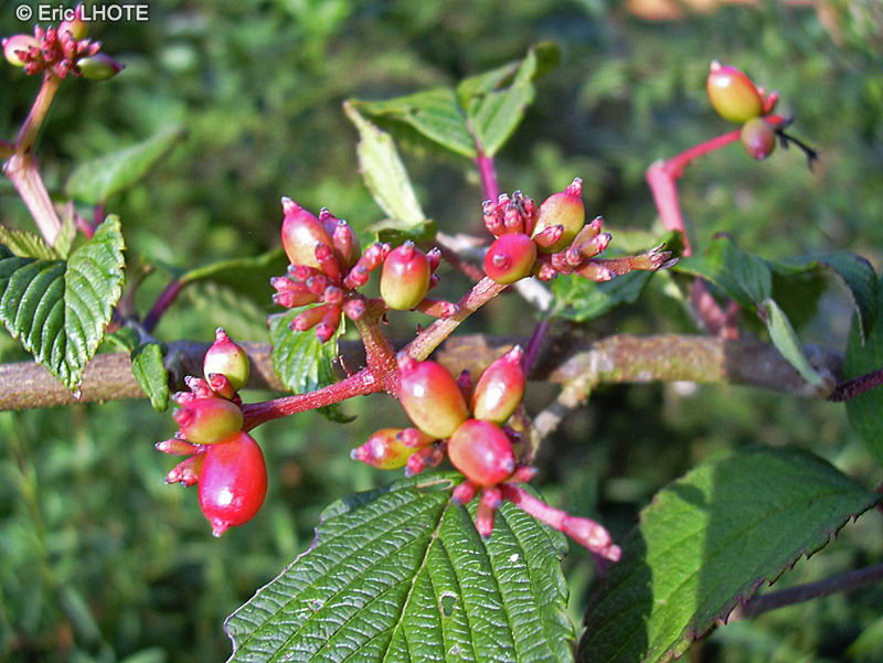  - Viburnum plicatum Pink Beauty - 