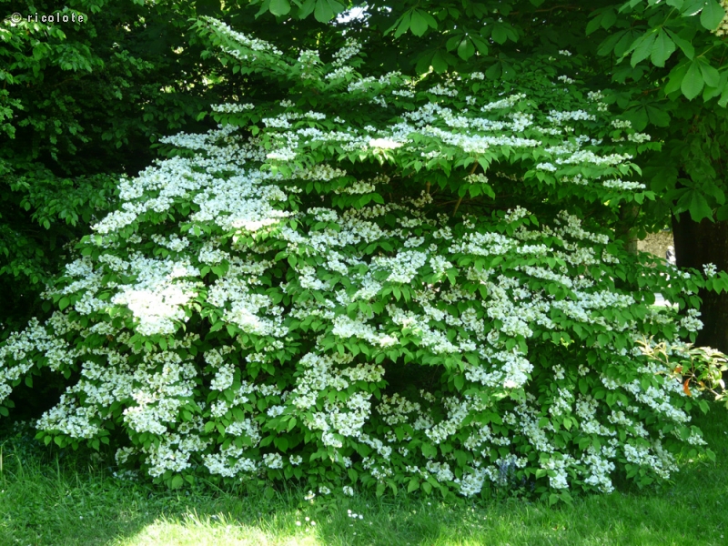  - Viburnum plicatum - 