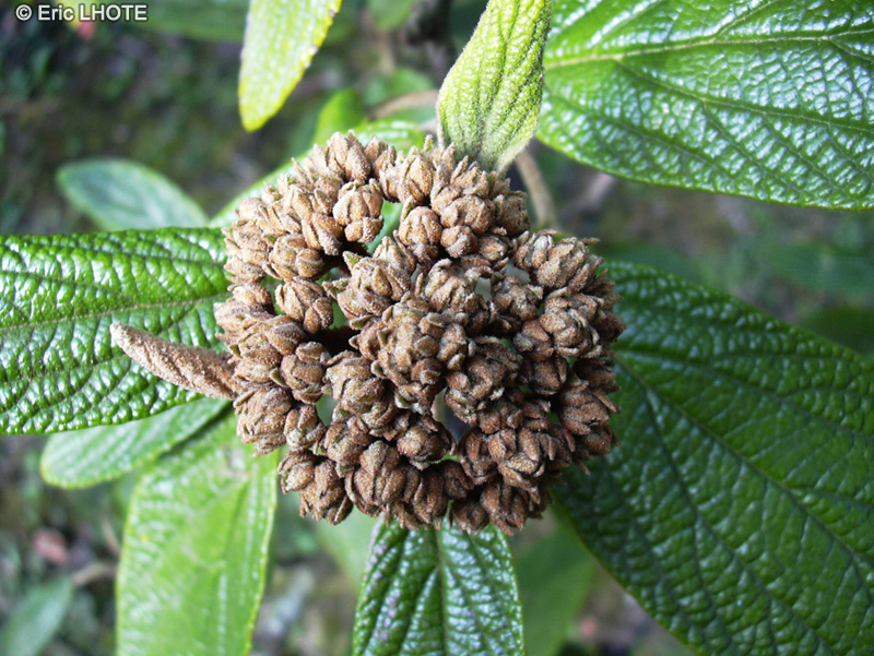  - Viburnum ritidophyllum - 