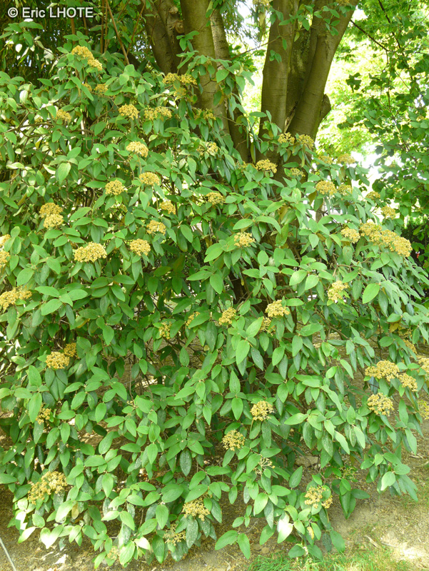  - Viburnum x rhytidophylloides - 