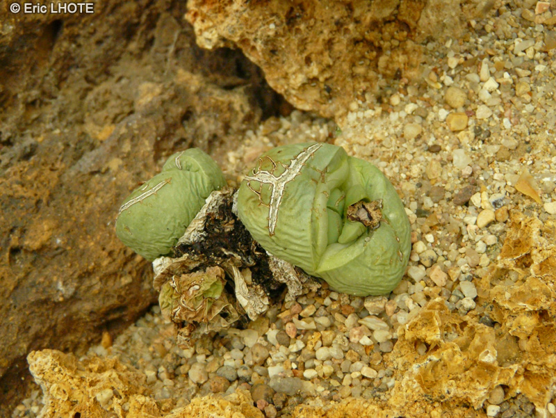 Aizoaceae - Argyroderma congregatum - Argyroderma