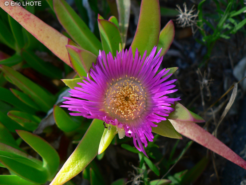  - Carpobrotus acinaciformis - 