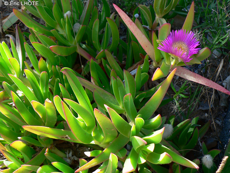  - Carpobrotus acinaciformis - 