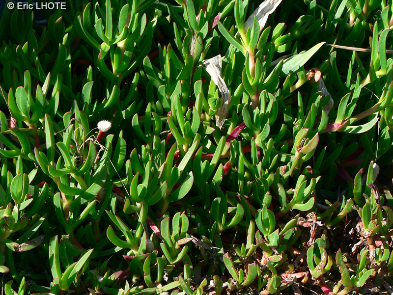  - Carpobrotus acinaciformis - 