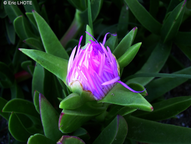 Aizoaceae - Carpobrotus acinaciformis - Griffe de sorci&egrave;re, Croc de soci&egrave;re, Figue des Hottentots, Figue de mer, Figue marine