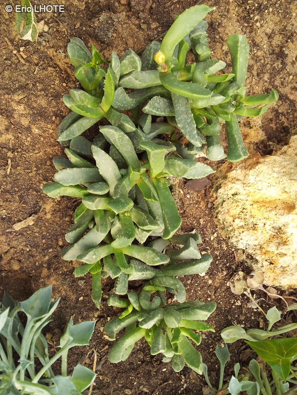 Aizoaceae - Carruanthus caninus - Carruanthus