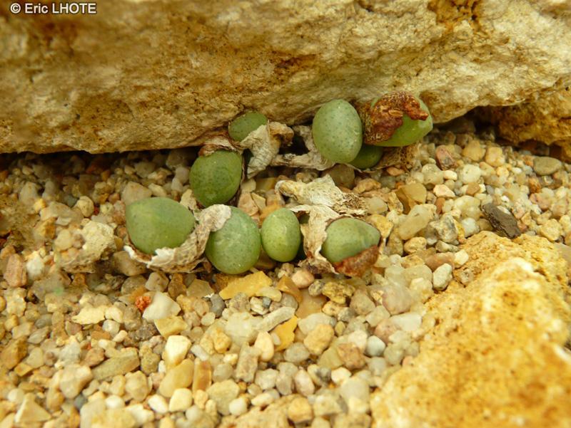 Aizoaceae - Conophytum globosum - Conophytum