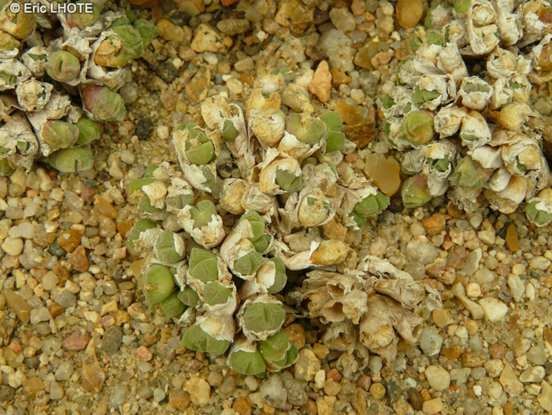 Aizoaceae - Conophytum hians - Conophytum