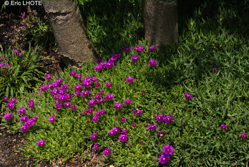 Aizoaceae - Delosperma cooperii - Ficoïde