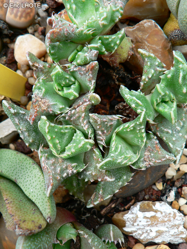 Aizoaceae - Faucaria felina - Gueule de tigre, Mâchoires de tigre
