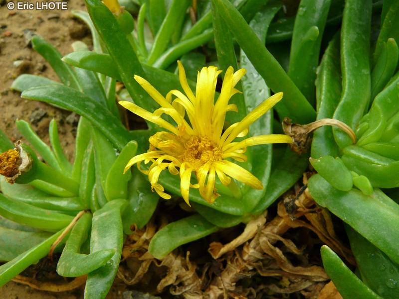  - Glottiphyllum regium - 