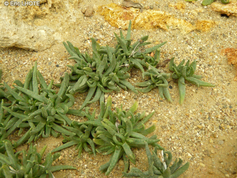  - Hereroa calycina - 