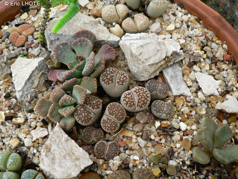 Aizoaceae - Lithops salicola reticulata - Plante caillou
