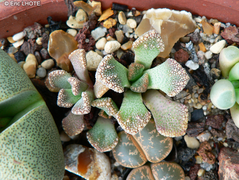 Aizoaceae - Titanopsis primosi - Titanopsis