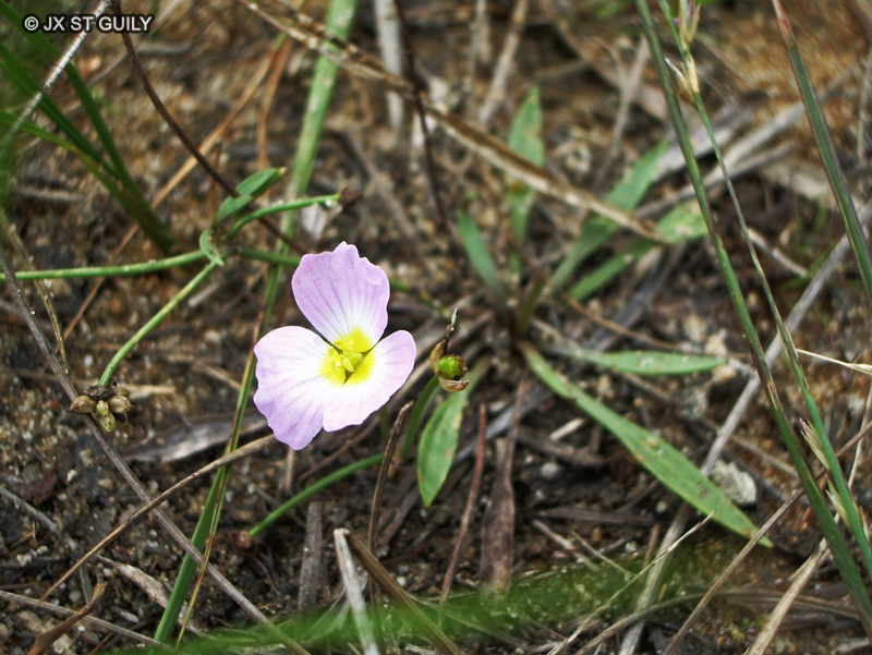 Alismataceae - Baldellia ranunculoides - Fluteau fausse Renoncule