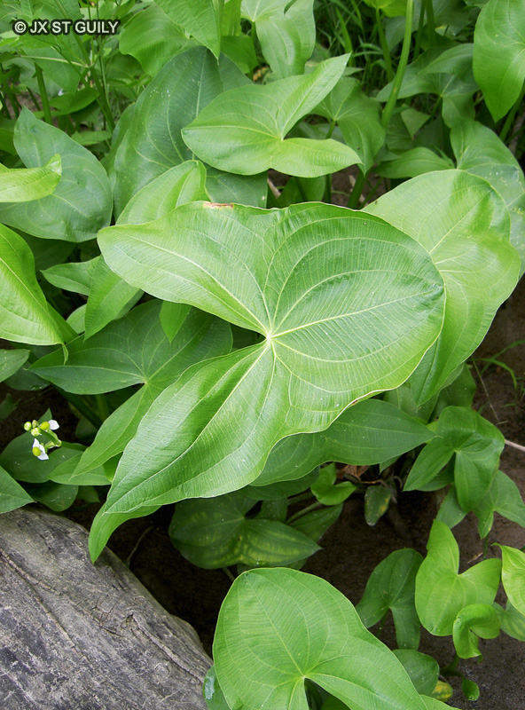 Alismataceae - Sagittaria latifolia - Sagittaire, Sagittaire obtuse, Sagittaire &agrave; larges feuilles