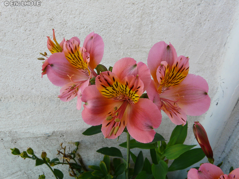  - Alstroemeria aurantiaca - 