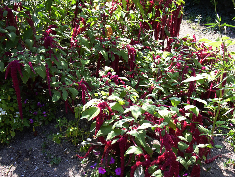 Amaranthaceae - Amaranthus caudatus - Amaranthe, Queue de renard