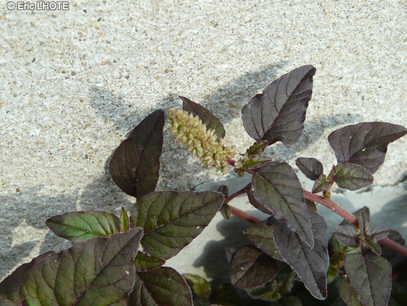  - Amaranthus deflexus - 