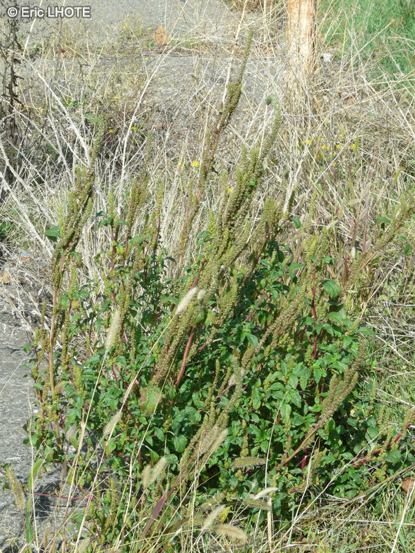 Amaranthaceae - Amaranthus hybridus - Amarante hybride