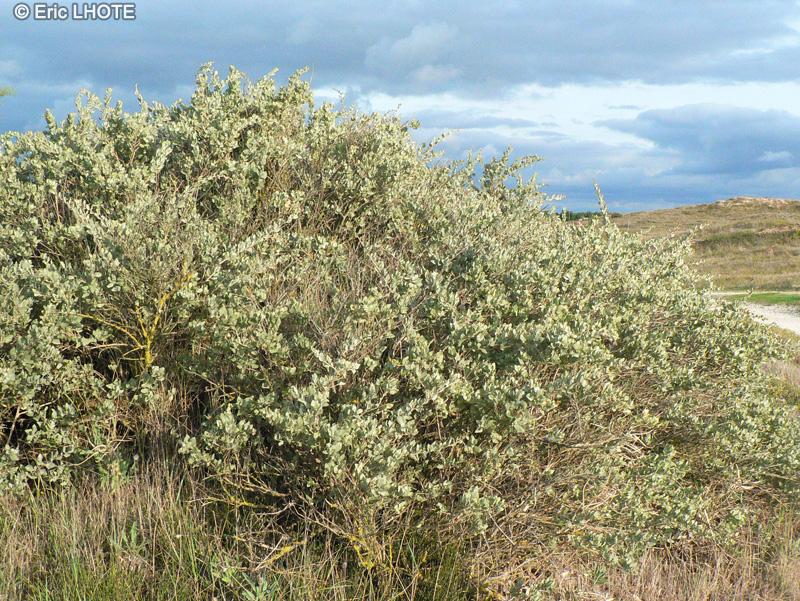  - Atriplex halimus - 