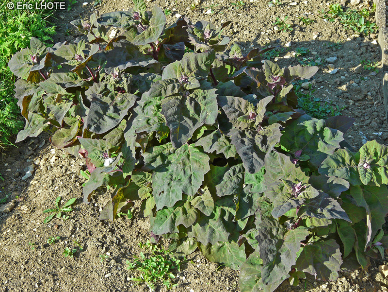 Amaranthaceae - Atriplex hortensis - Arroche des jardins