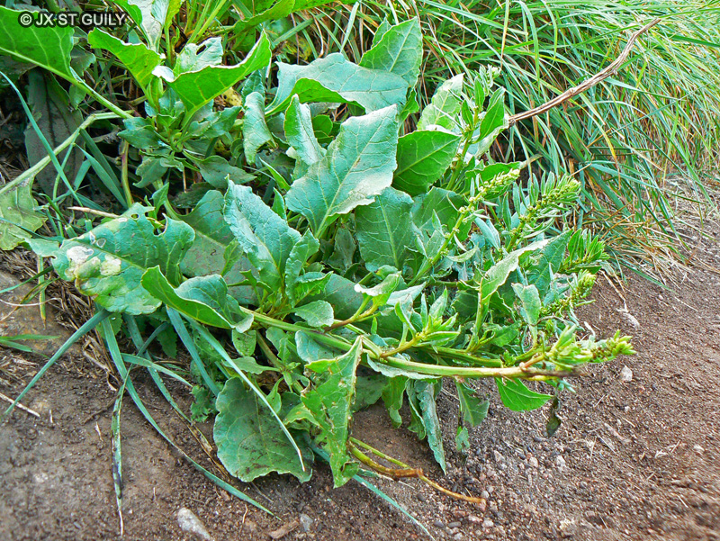 Amaranthaceae - Beta maritima - Bette maritime, Betterave sauvage
