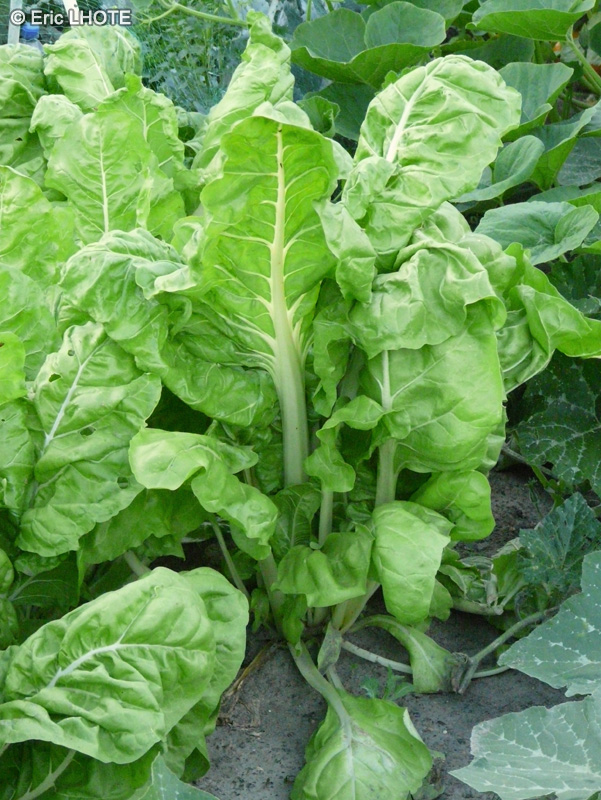  - Beta vulgaris - 