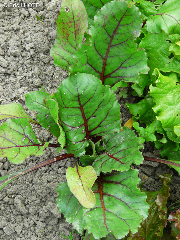  - Beta vulgaris - 