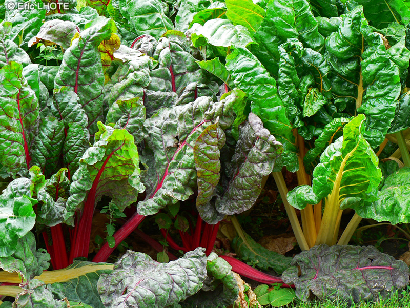 Amaranthaceae - Beta vulgaris - Betterave sauvage, Poir&eacute;e, Bette, Carde