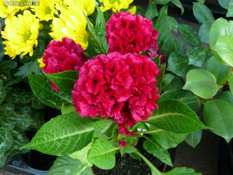 Amaranthaceae - Celosia argentea Cristata - Amarante naine crête de coq, Célosie à panache